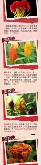 解读鸡冠花的花语：它代表着什么含义？