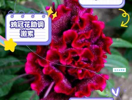 解读鸡冠花的花语：它代表着什么含义？