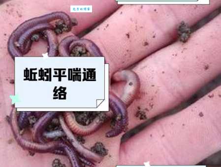 蚯蚓都住在哪里？详解蚯蚓的理想生活环境