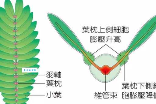 含羞草收缩的秘密：叶枕细胞的奇妙反应