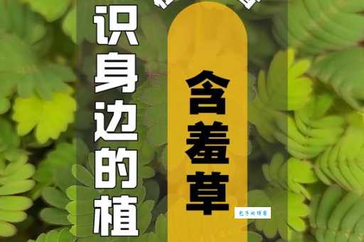 含羞草收缩的秘密：叶枕细胞的奇妙反应