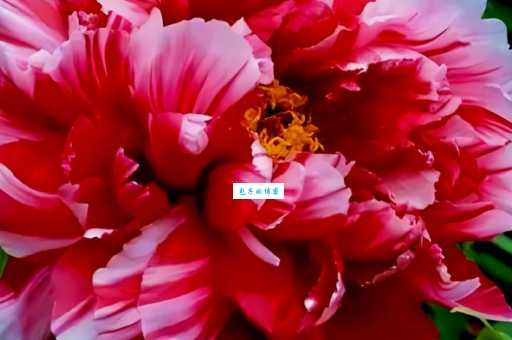 中国的国花到底是什么？多年争论未果的真相