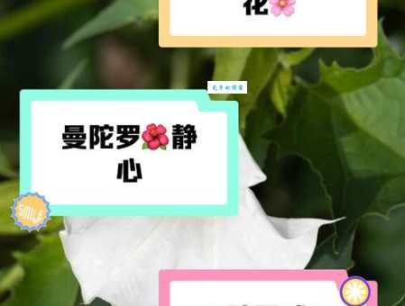 曼陀罗花可以治疗哪些疾病？它真的有毒吗？