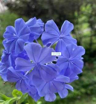 冷静与忧郁：蓝雪花的花语究竟是什么？