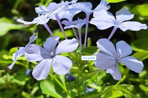 冷静与忧郁：蓝雪花的花语究竟是什么？
