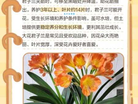 君子兰的作用有哪些？观赏、净化、药用，一盆多用！