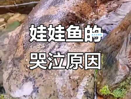 娃娃鱼真的会冬眠吗？揭秘娃娃鱼的越冬秘密
