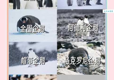 企鹅都生活在南极吗？带你了解企鹅的全球分布范围