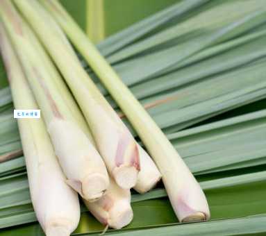 发现茭白有黑点别慌！教你正确处理和食用方法