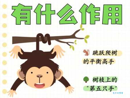 猴子的尾巴：保持平衡、攀爬树枝，它还有其他妙用？