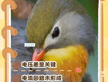 高压线上的小鸟不会触电？科学解释让你不再疑惑