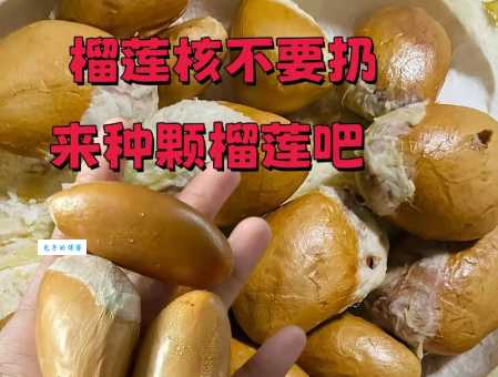 榴莲核能吃吗？教你正确食用榴莲核的技巧