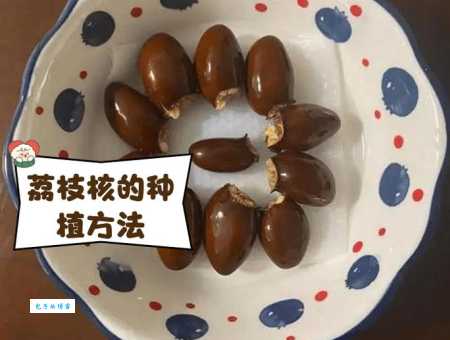 荔枝核有什么功效？作用是止痛、理气散寒吗？