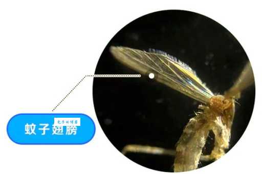 蚊子嗡嗡叫是为啥？原来翅膀振动是关键！