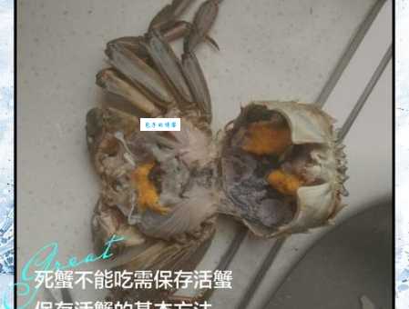 螃蟹不沾水能活多久？揭秘螃蟹离水存活时间