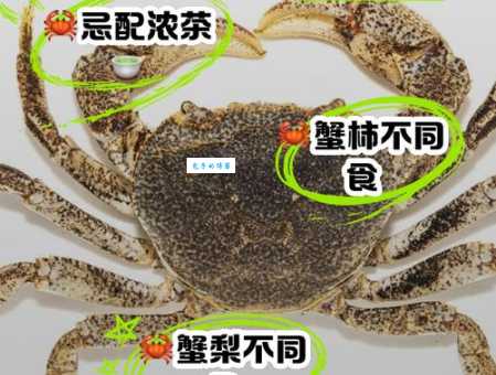 螃蟹不沾水能活多久？揭秘螃蟹离水存活时间