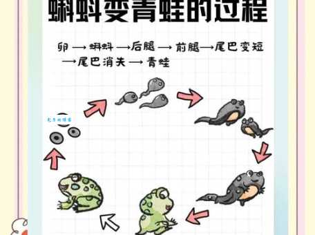 青蛙会不会被水淹死？揭秘两栖动物的生存秘密