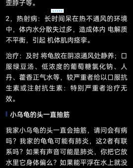 乌龟不吃食怎么办可能是这些情况导致的