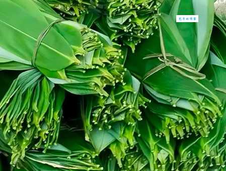 粽叶是什么植物 这种叶子竟然能包粽子