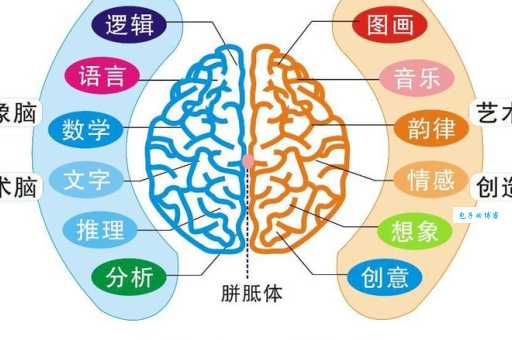 左脑思维和右脑思维有什么区别 教你快速区分两者