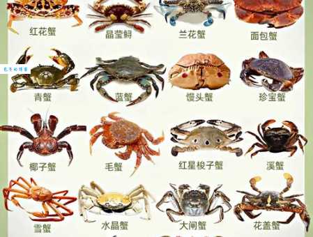 螃蟹的营养价值及功效全知道这样搭配更营养