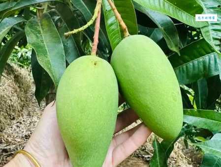 芒果是什么季节丰收的水果夏天吃芒果正当时
