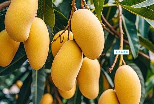 芒果是什么季节丰收的水果夏天吃芒果正当时