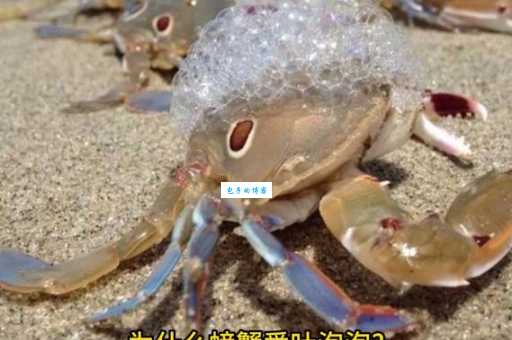 螃蟹为什么吐泡泡带你了解螃蟹的生存秘密