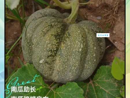 南瓜的作用与功效解析南瓜的养生价值不可小觑
