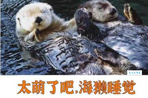 寻找海洋中的瞌睡大王这种动物睡觉最厉害