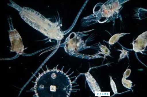 什么是浮游生物 它们对海洋生态有多重要