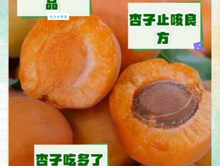杏子吃多了有什么坏处 小心身体出现这些问题