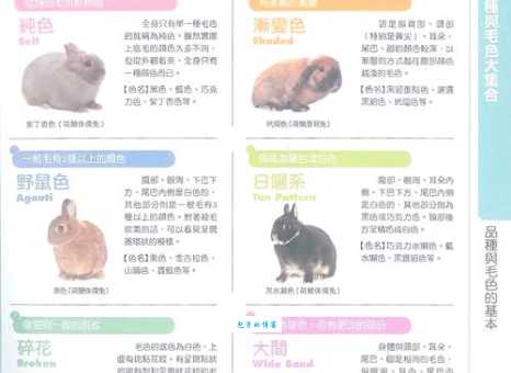 兔区是什么意思 一篇文章带你了解兔区的全部秘密