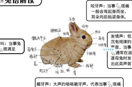 兔区是什么意思 一篇文章带你了解兔区的全部秘密